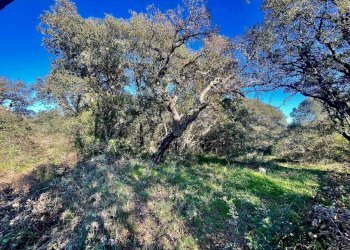 Terreno agricolo Telti - foto 1