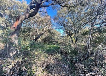 Terreno agricolo Telti - foto 2