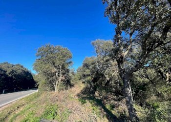 Terreno agricolo Telti - foto 3