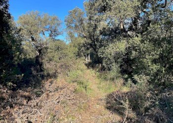 Terreno agricolo Telti - foto 4