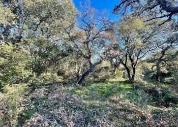 Terreno agricolo Telti - foto 6