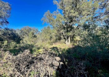 Terreno agricolo Telti - foto 7