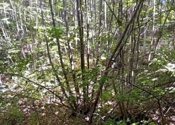 20240617_094537.jpg - Casale Via Comino 14, Guardiagrele - foto 22