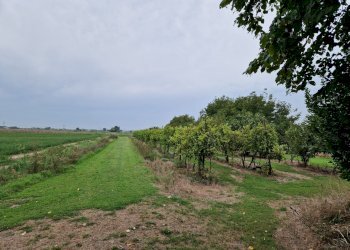 Rustic Masi Torello - photo 5