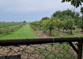 Rustic Masi Torello - photo 6