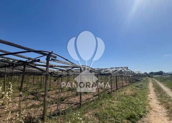 Terreno agricolo Balestrate - foto 1