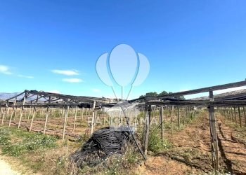 Terreno agricolo Balestrate - foto 3