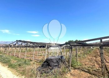 Terreno agricolo Balestrate - foto 4