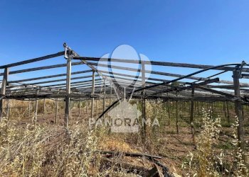 Terreno agricolo Balestrate - foto 5