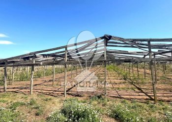 Terreno agricolo Balestrate - foto 6