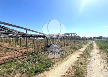 Terreno agricolo Balestrate - foto 7