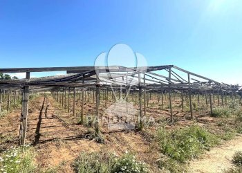 Terreno agricolo Balestrate - foto 8