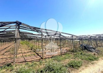 Terreno agricolo Balestrate - foto 10