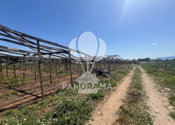 Terreno agricolo Balestrate - foto 11