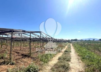 Terreno agricolo Balestrate - foto 14