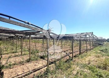 Terreno agricolo Balestrate - foto 15