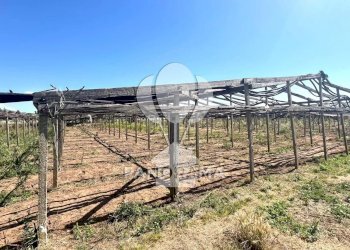 Terreno agricolo Balestrate - foto 16