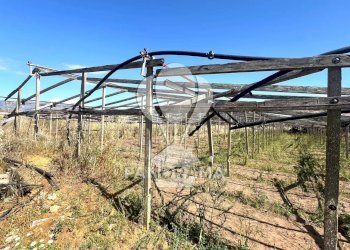 Terreno agricolo Balestrate - foto 20