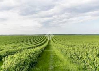 Terreno edificabile Via Bacchelli Riccardo, Molinella - foto 7