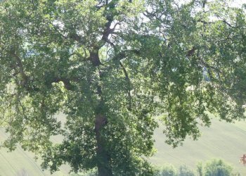 Vista - Rustico via San Giovanni, 11, Polverigi - foto 22