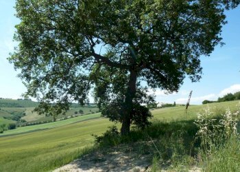 Terreno - Rustico via San Giovanni, 11, Polverigi - foto 24