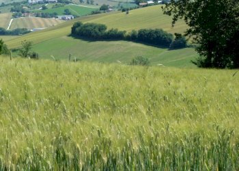 Terreno - Rustico via San Giovanni, 11, Polverigi - foto 30