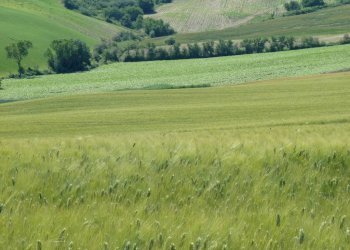 Terreno - Rustico via San Giovanni, 11, Polverigi - foto 35