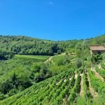 Agricultural land Canelli - photo 2