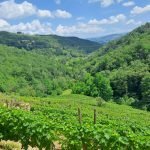 Agricultural land Canelli - photo 3