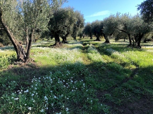 IMG_2613.jpg - Terreno agricolo Via Cristoforo Colombo, Marcellina - foto 2