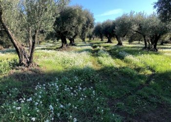 IMG_2613.jpg - Terreno agricolo Via Cristoforo Colombo, Marcellina - foto 2
