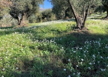 IMG_2614.jpg - Terreno agricolo Via Cristoforo Colombo, Marcellina - foto 3