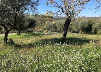 IMG_2615.jpg - Terreno agricolo Via Cristoforo Colombo, Marcellina - foto 4