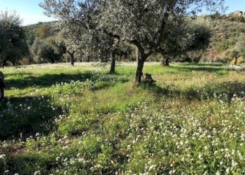 IMG_2616.jpg - Terreno agricolo Via Cristoforo Colombo, Marcellina - foto 5