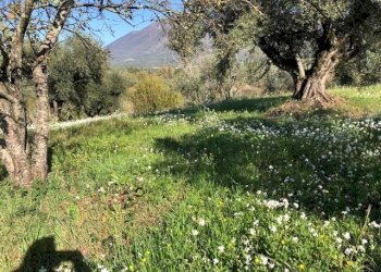 IMG_2617.jpg - Terreno agricolo Via Cristoforo Colombo, Marcellina - foto 6
