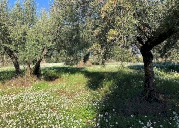 IMG_2618.jpg - Terreno agricolo Via Cristoforo Colombo, Marcellina - foto 7