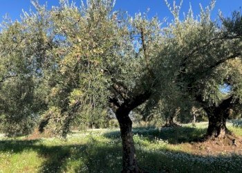 IMG_2619.jpg - Terreno agricolo Via Cristoforo Colombo, Marcellina - foto 8