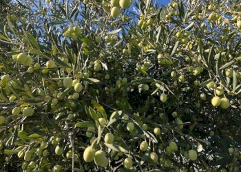 IMG_2620.jpg - Terreno agricolo Via Cristoforo Colombo, Marcellina - foto 9