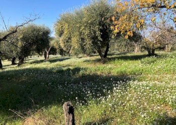 IMG_2621.jpg - Terreno agricolo Via Cristoforo Colombo, Marcellina - foto 10