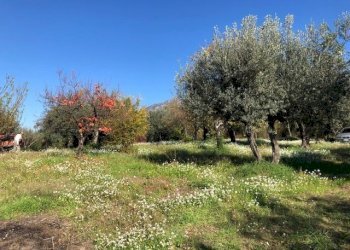 IMG_2622.jpg - Terreno agricolo Via Cristoforo Colombo, Marcellina - foto 11