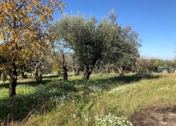 IMG_2624.jpg - Terreno agricolo Via Cristoforo Colombo, Marcellina - foto 12