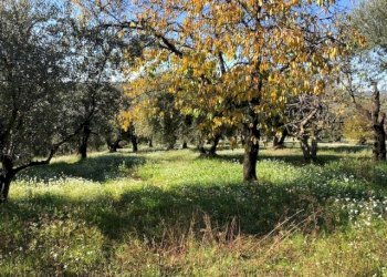 IMG_2625.jpg - Terreno agricolo Via Cristoforo Colombo, Marcellina - foto 13
