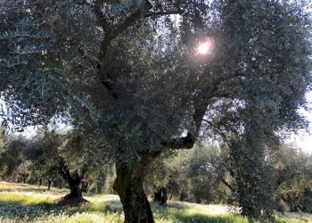 IMG_2627.jpg - Terreno agricolo Via Cristoforo Colombo, Marcellina - foto 14