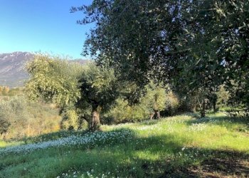 IMG_2629.jpg - Terreno agricolo Via Cristoforo Colombo, Marcellina - foto 15