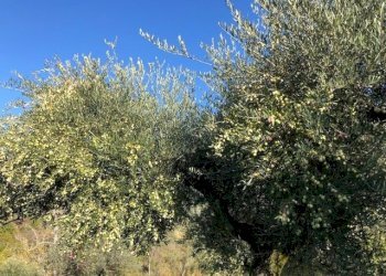 IMG_2630.jpg - Terreno agricolo Via Cristoforo Colombo, Marcellina - foto 16