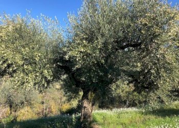 IMG_2631.jpg - Terreno agricolo Via Cristoforo Colombo, Marcellina - foto 17