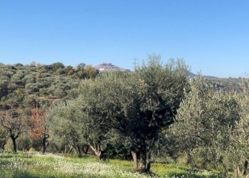 IMG_2632.jpg - Terreno agricolo Via Cristoforo Colombo, Marcellina - foto 18