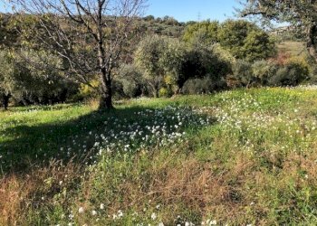 IMG_2633.jpg - Terreno agricolo Via Cristoforo Colombo, Marcellina - foto 19
