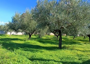 IMG20241206111609.jpg - Terreno edificabile Via delle Vigne, Lamezia Terme - foto 4