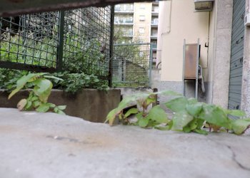 Giardino - Cafeteria - Cold Bar via Generale Manfredo Fanti, Genova (neighborhood Sampierdarena) - photo 12